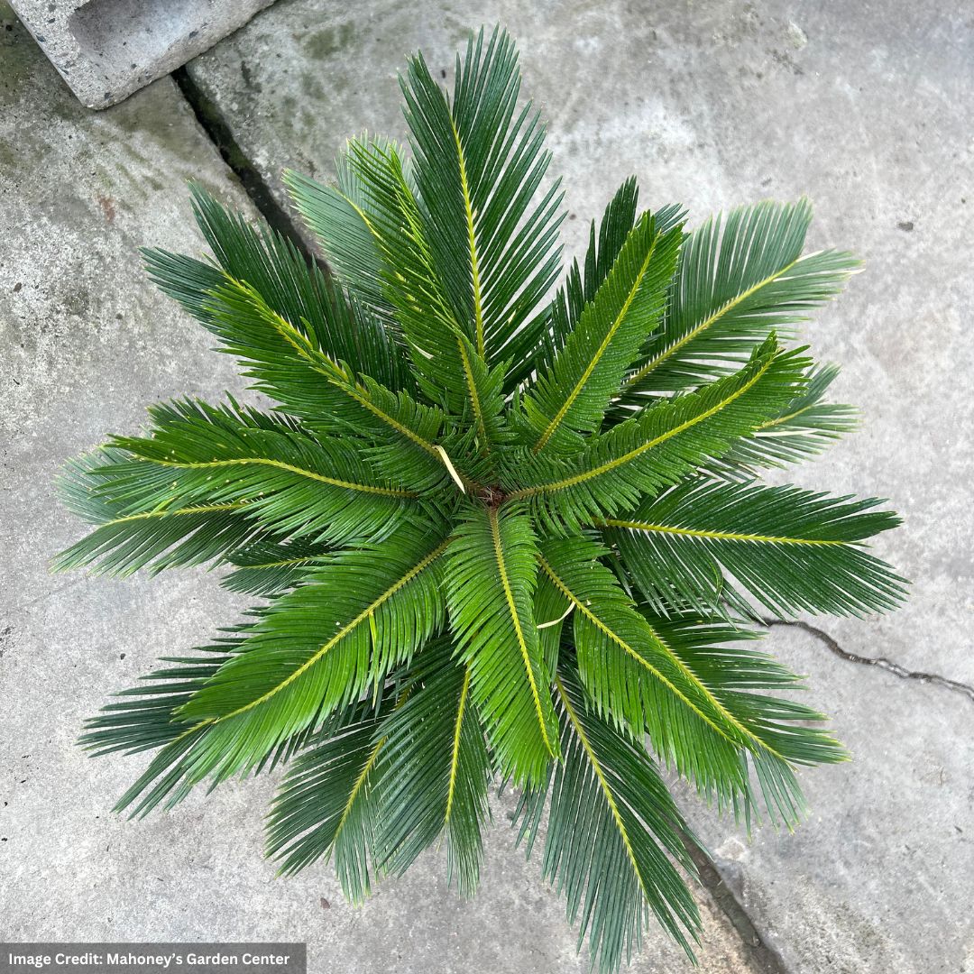 Palm – King Sago – 10″ Pot